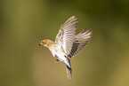 western pied flycatcher