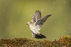 western pied flycatcher
