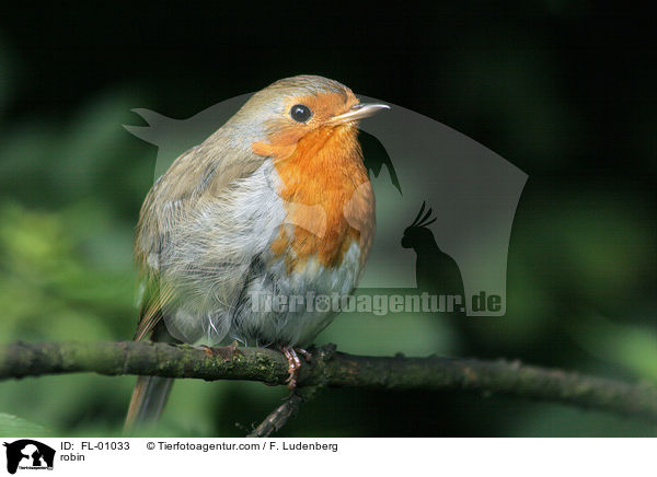 robin / FL-01033