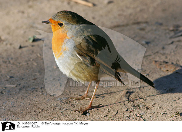 Rotkehlchen / European Robin / KM-01067