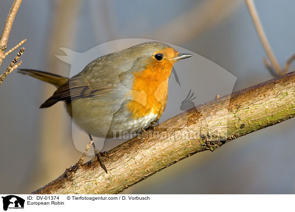 European Robin / DV-01374