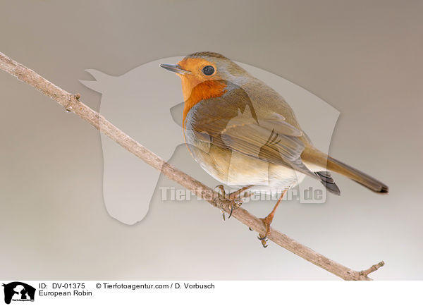 Rotkehlchen / European Robin / DV-01375