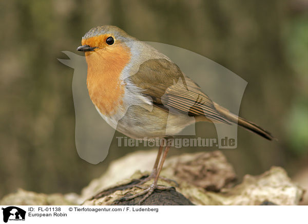 Rotkehlchen / European Robin / FL-01138