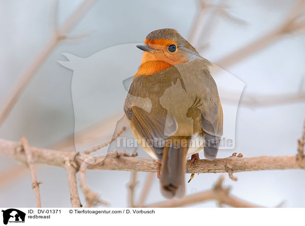 Rotkehlchen / redbreast / DV-01371