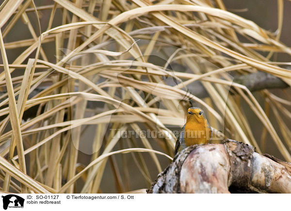 Rotkehlchen / robin redbreast / SO-01127