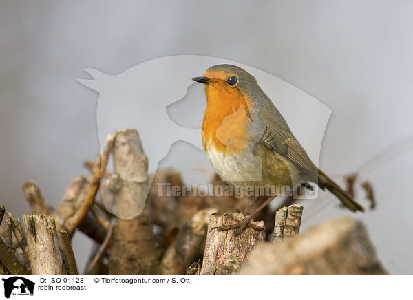 robin redbreast / SO-01128