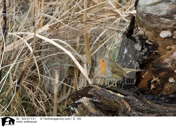 robin redbreast / SO-01131