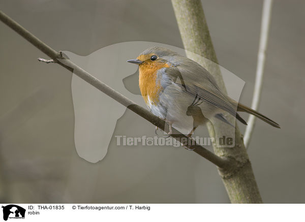 robin / THA-01835