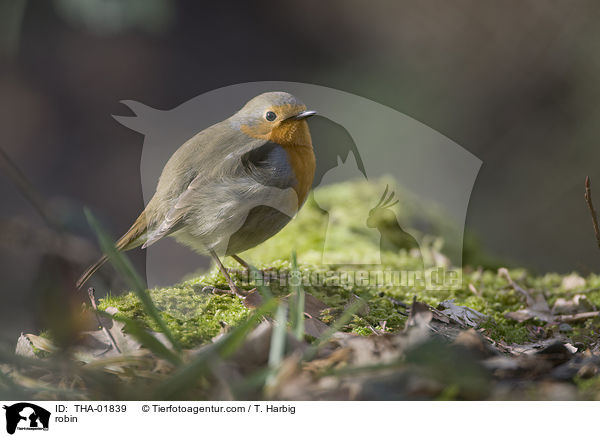 Rotkehlchen / robin / THA-01839