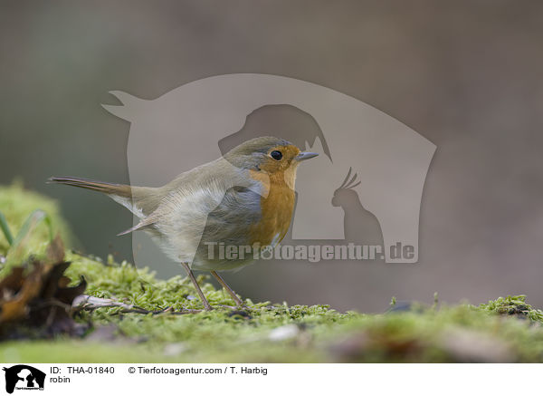 Rotkehlchen / robin / THA-01840