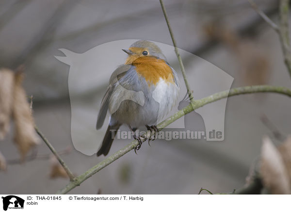 robin / THA-01845