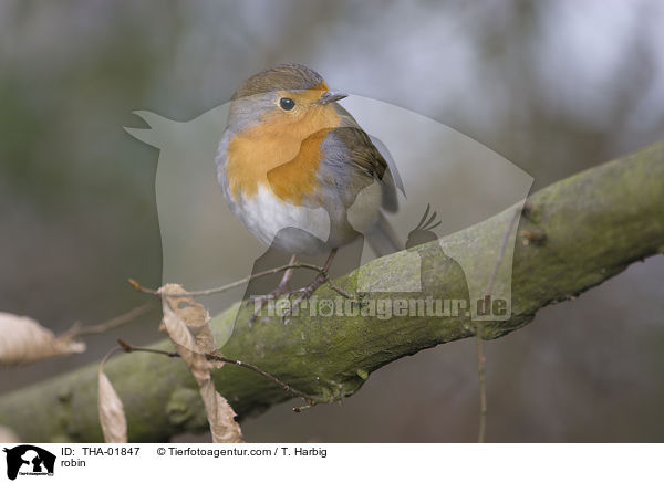 robin / THA-01847