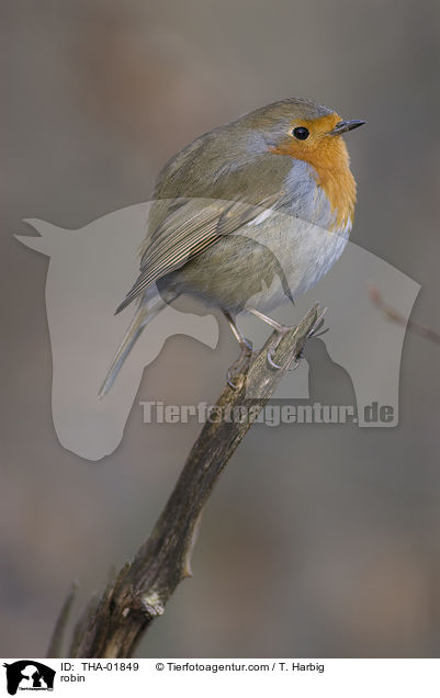 Rotkehlchen / robin / THA-01849