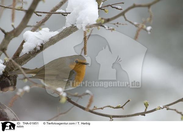 Rotkehlchen / robin / THA-01851
