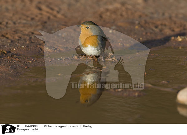 Rotkehlchen / European robin / THA-03068