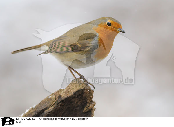 Rotkehlchen / robin / DV-02212