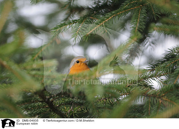 Rotkehlchen / European robin / DMS-04935