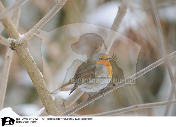 Rotkehlchen / European robin / DMS-04942