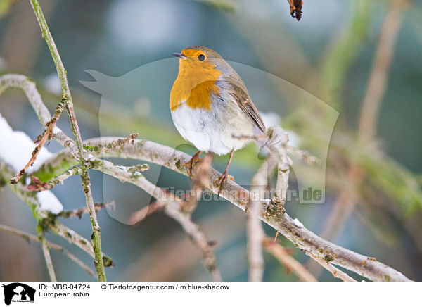 European robin / MBS-04724