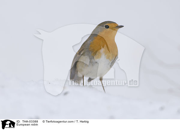 European robin / THA-03388