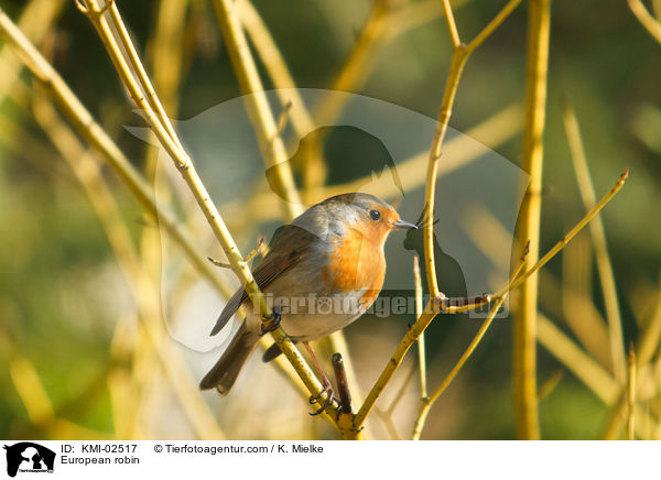 Rotkehlchen / European robin / KMI-02517