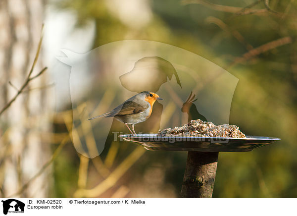 European robin / KMI-02520