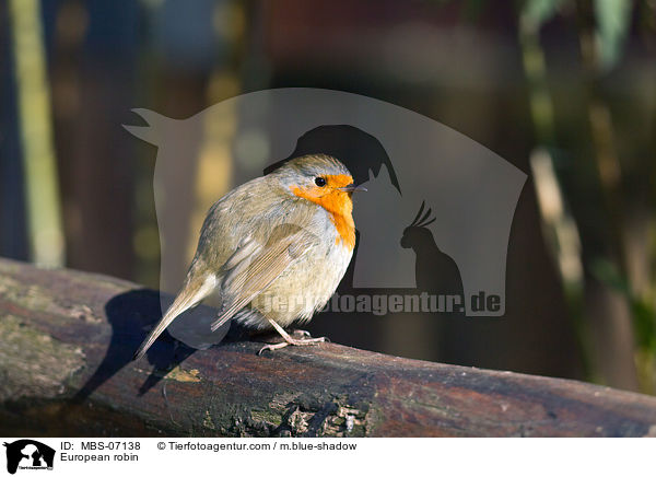 Rotkehlchen / European robin / MBS-07138