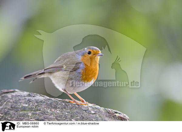 Rotkehlchen / European robin / MBS-08860