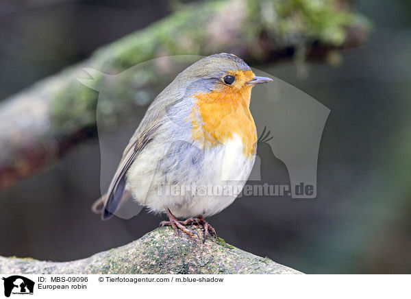 Rotkehlchen / European robin / MBS-09096