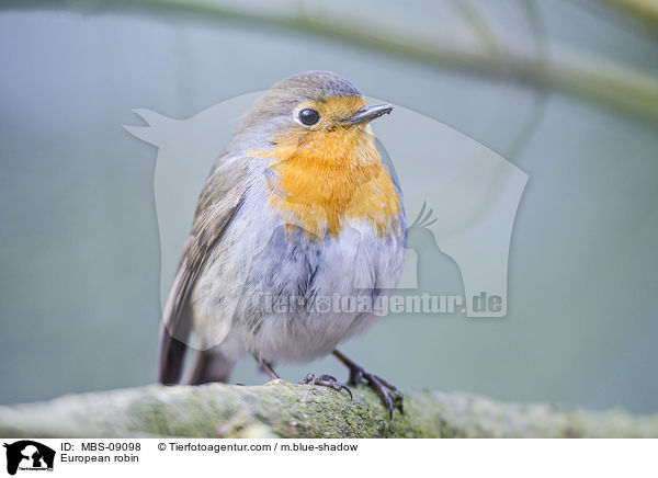 Rotkehlchen / European robin / MBS-09098