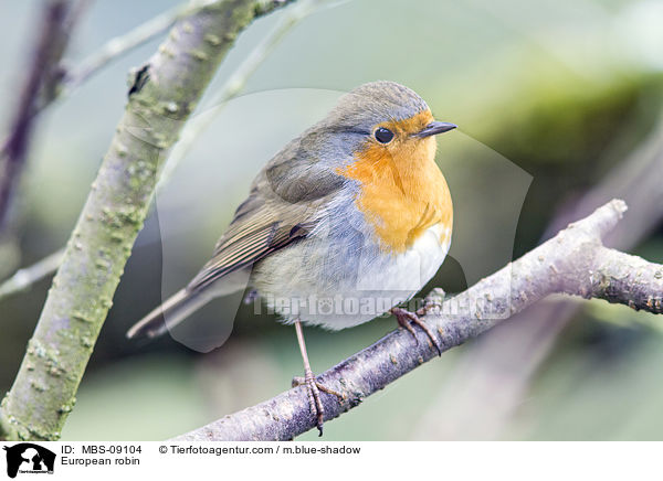 Rotkehlchen / European robin / MBS-09104