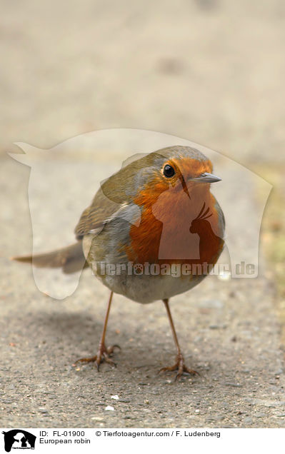 Rotkehlchen / European robin / FL-01900