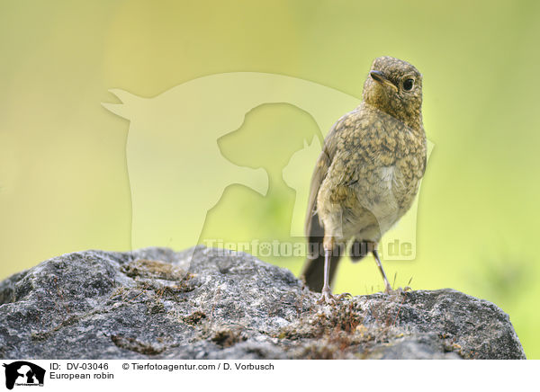 European robin / DV-03046