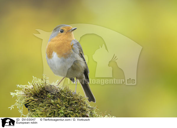 Rotkehlchen / European robin / DV-03047