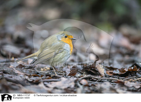 Rotkehlchen / European robin / MBS-11737