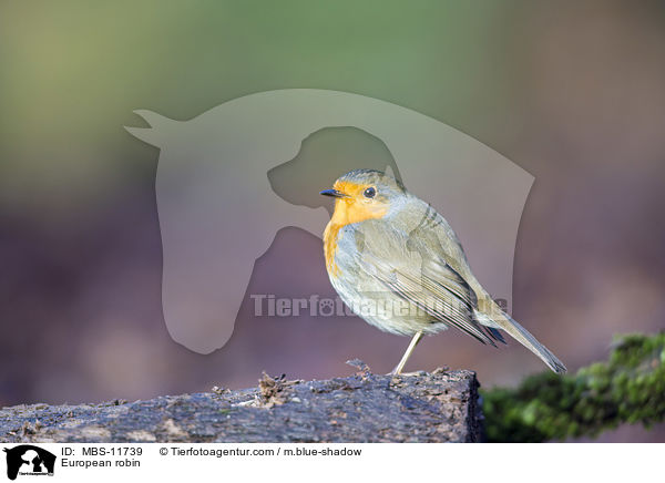 Rotkehlchen / European robin / MBS-11739