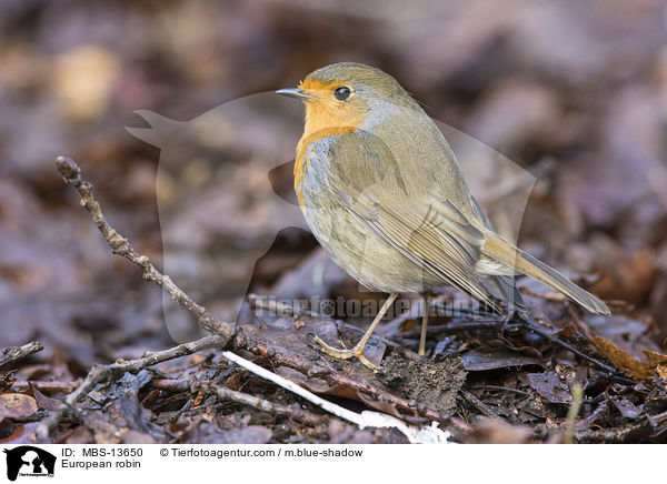 Rotkehlchen / European robin / MBS-13650