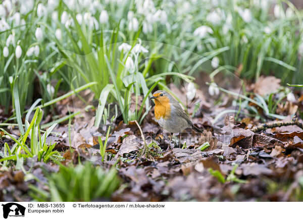 European robin / MBS-13655