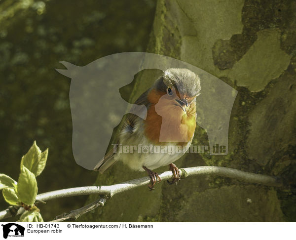 European robin / HB-01743