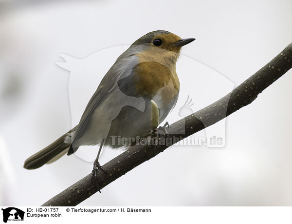 Rotkehlchen / European robin / HB-01757