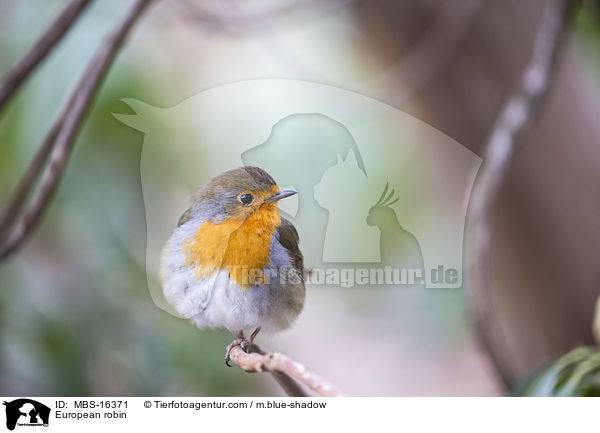 European robin / MBS-16371