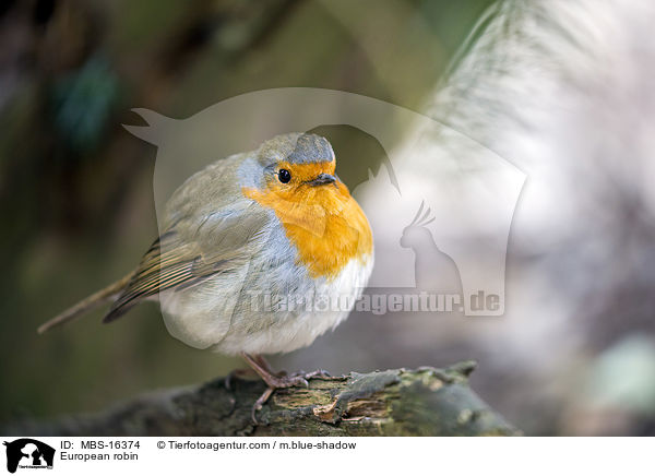 Rotkehlchen / European robin / MBS-16374
