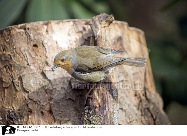 European robin / MBS-16387