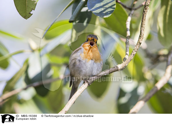 European robin / MBS-16388