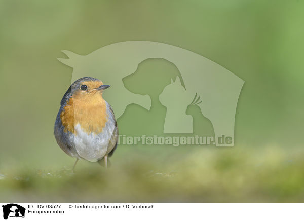 Rotkehlchen / European robin / DV-03527