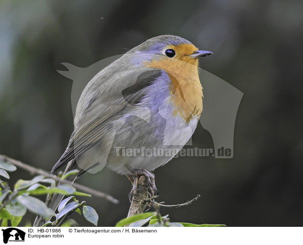 Rotkehlchen / European robin / HB-01986