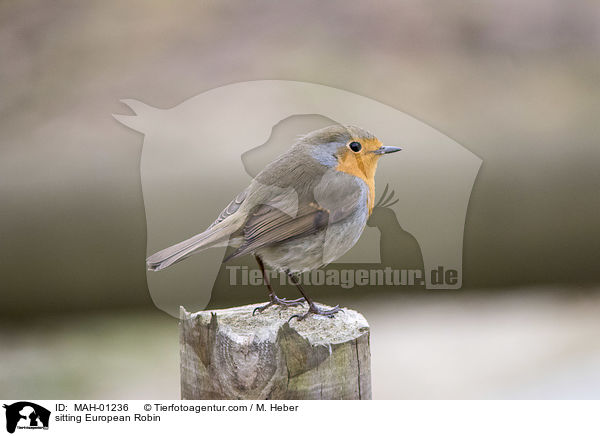 sitzendes Rotkehlchen / sitting European Robin / MAH-01236