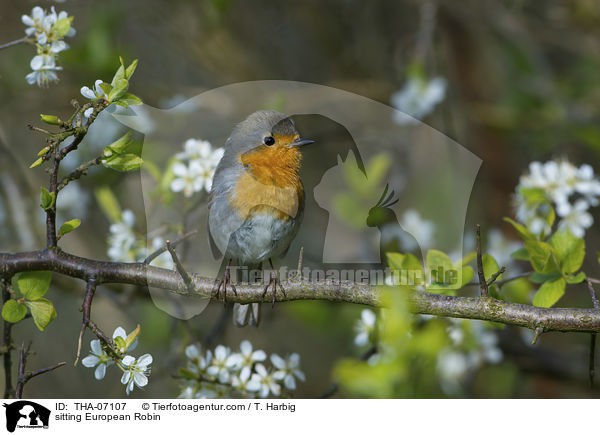 sitting European Robin / THA-07107