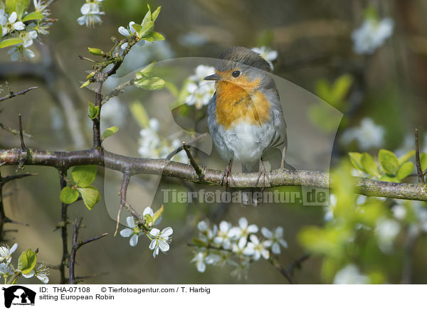 sitzendes Rotkehlchen / sitting European Robin / THA-07108