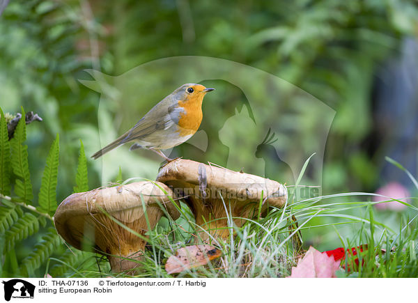 sitzendes Rotkehlchen / sitting European Robin / THA-07136